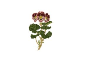 Pelargonium Auguste Miellez