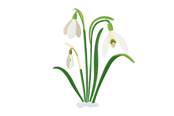 Spring Snowdrops: A Designer’s Real-World Review